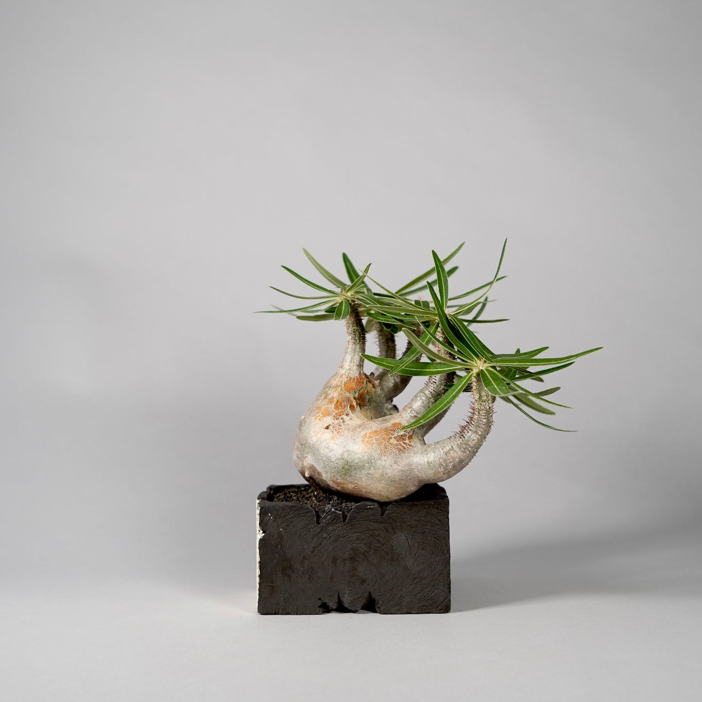 Pachypodium Gracilius ×  GOUJIN POT --KAKU--