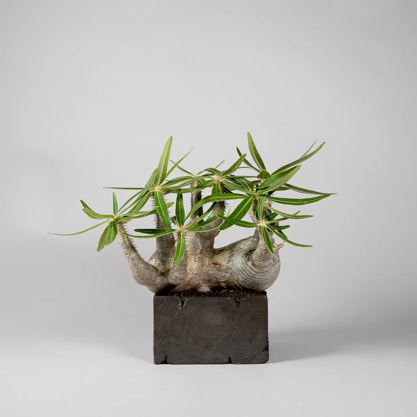Pachypodium Gracilius ×  GOUJIN POT --KAKU--