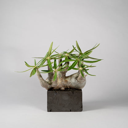 Pachypodium Gracilius ×  GOUJIN POT --KAKU--