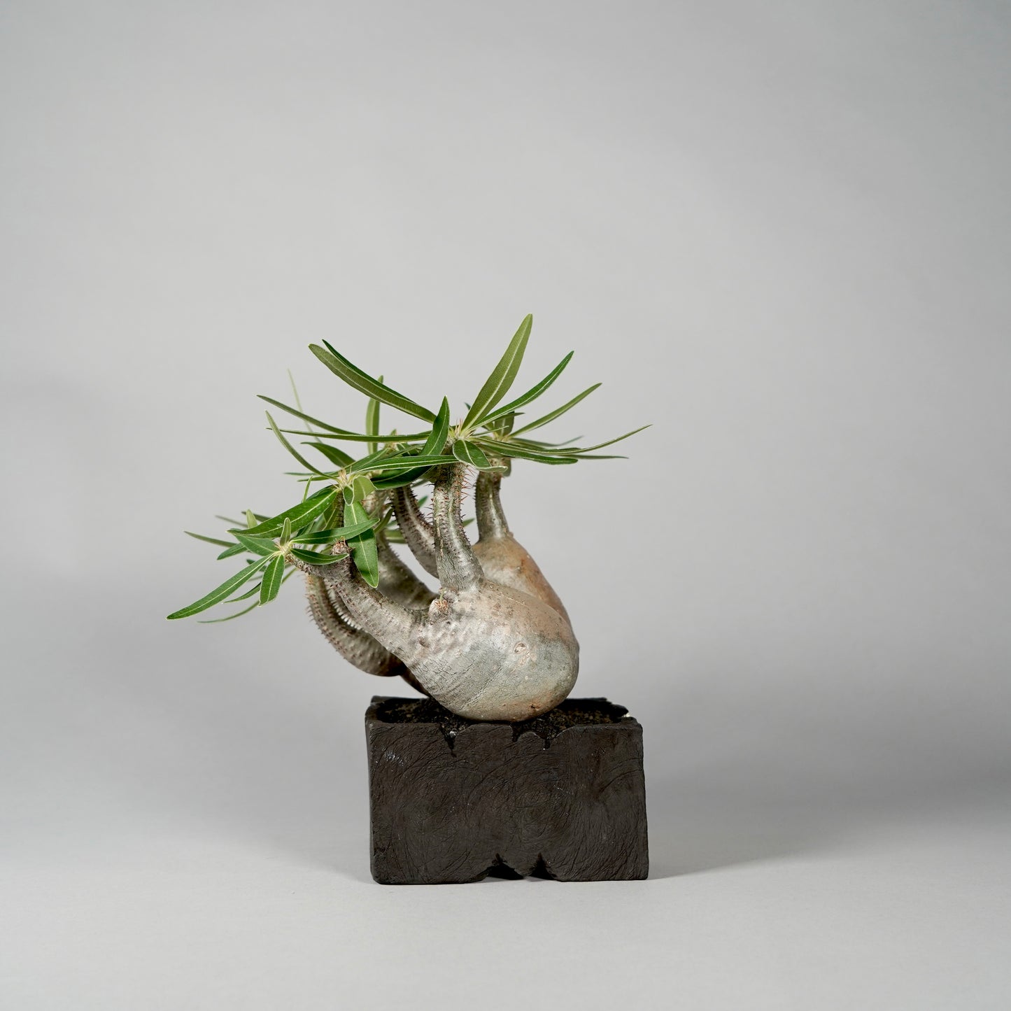 Pachypodium Gracilius ×  GOUJIN POT --KAKU--