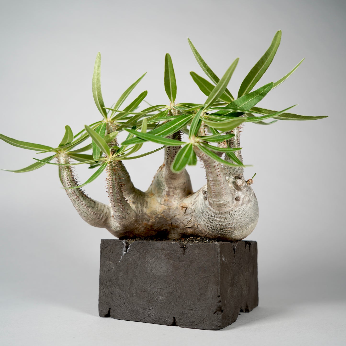 Pachypodium Gracilius ×  GOUJIN POT --KAKU--