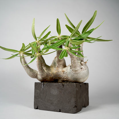 Pachypodium Gracilius ×  GOUJIN POT --KAKU--
