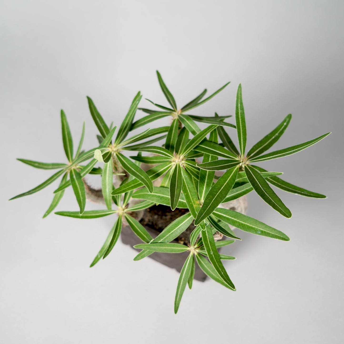Pachypodium Gracilius ×  GOUJIN POT --KAKU--