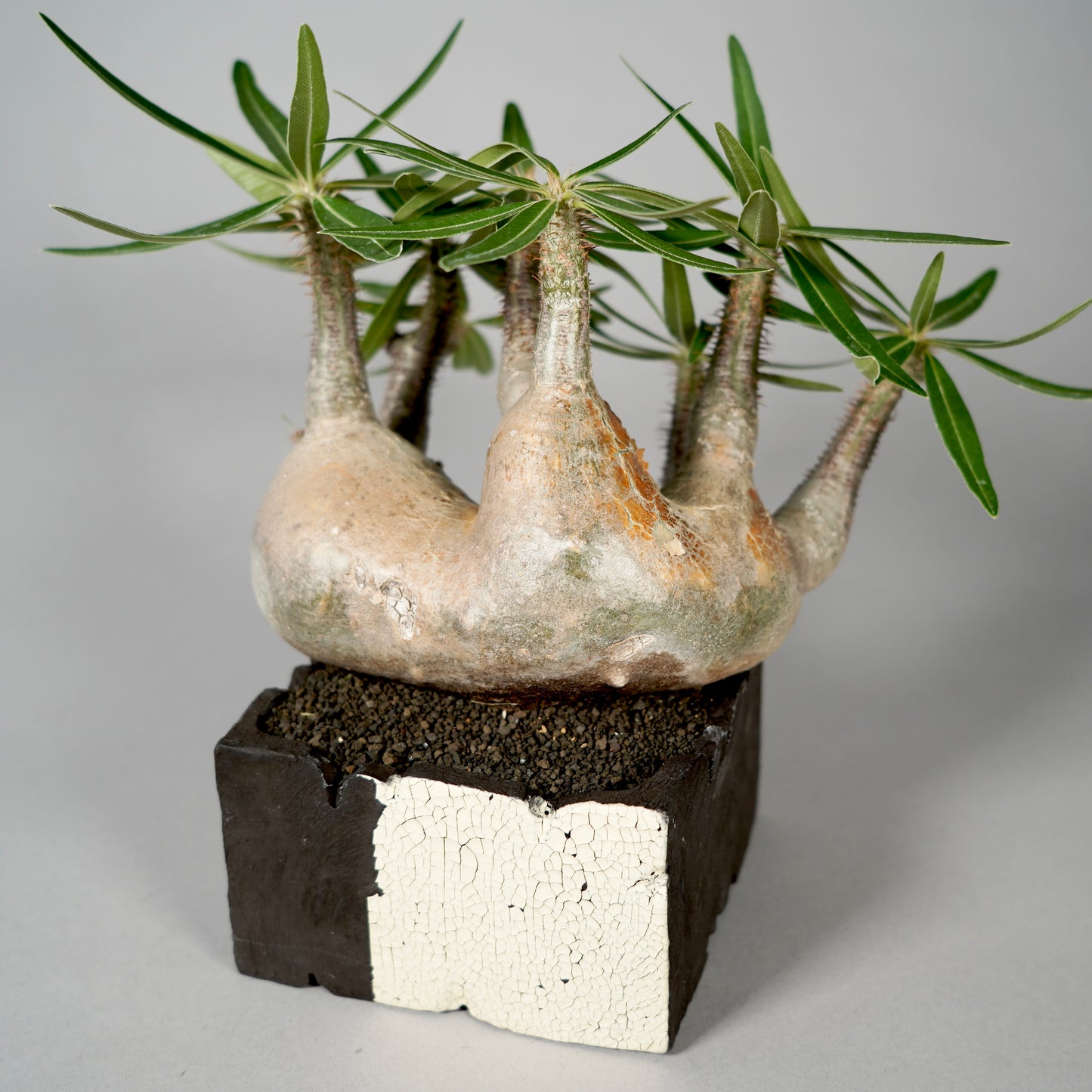 Pachypodium Gracilius ×  GOUJIN POT --KAKU--