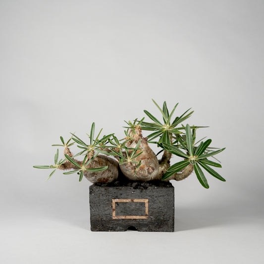 Pachypodium Gracilius ×  GOUJIN POT --KAKU--