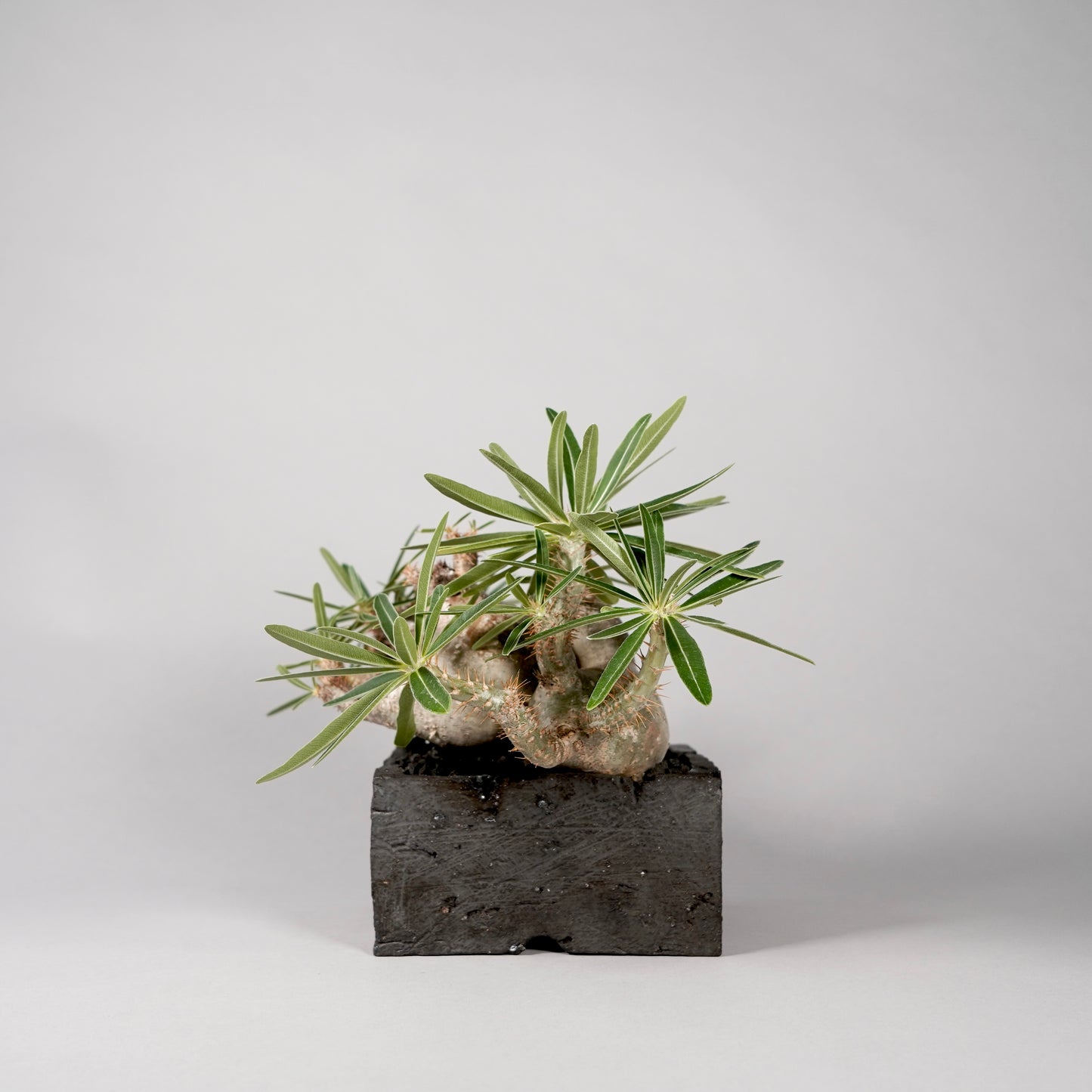 Pachypodium Gracilius ×  GOUJIN POT --KAKU--