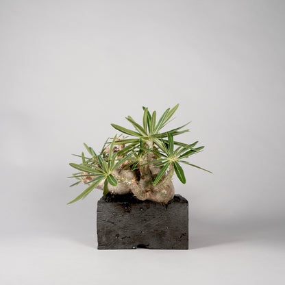 Pachypodium Gracilius ×  GOUJIN POT --KAKU--