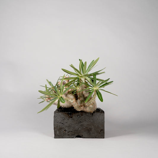 Pachypodium Gracilius ×  GOUJIN POT --KAKU--