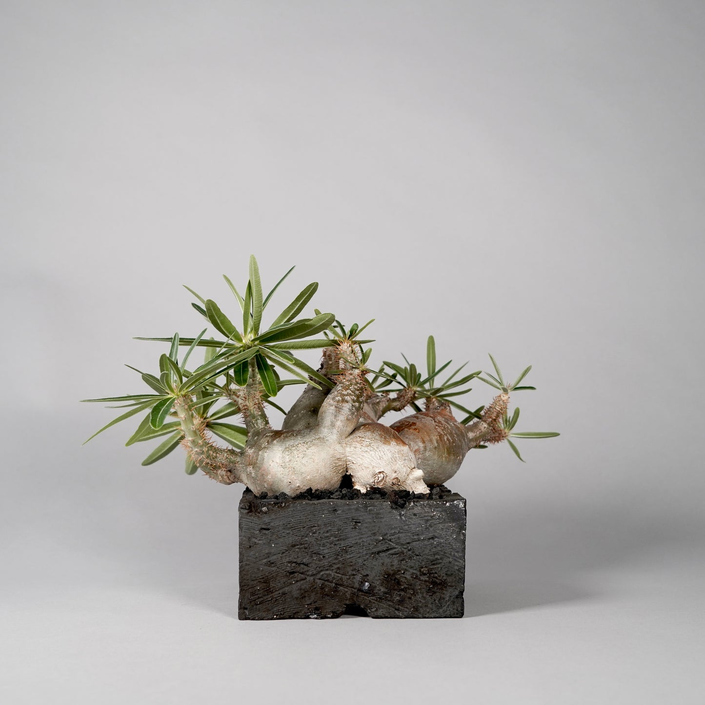 Pachypodium Gracilius ×  GOUJIN POT --KAKU--