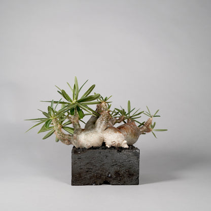Pachypodium Gracilius ×  GOUJIN POT --KAKU--