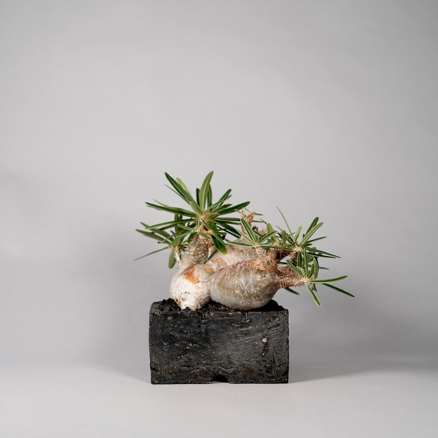 Pachypodium Gracilius ×  GOUJIN POT --KAKU--