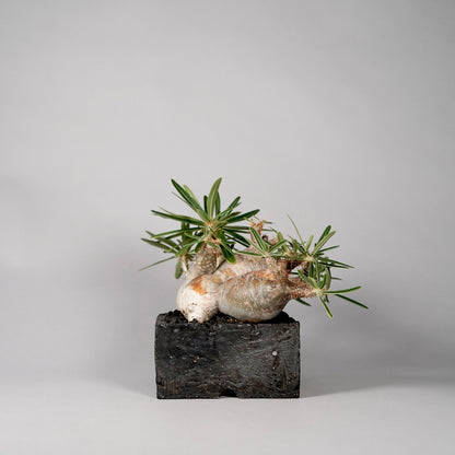 Pachypodium Gracilius ×  GOUJIN POT --KAKU--