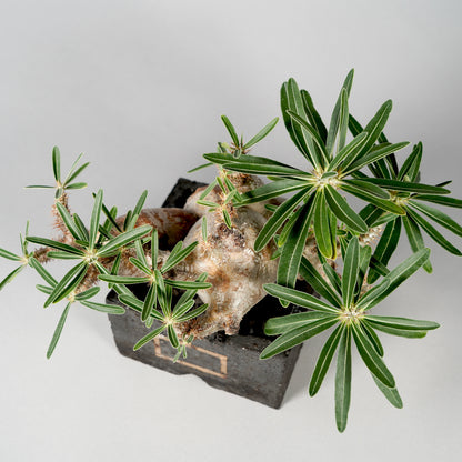 Pachypodium Gracilius ×  GOUJIN POT --KAKU--