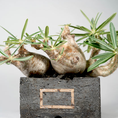 Pachypodium Gracilius ×  GOUJIN POT --KAKU--