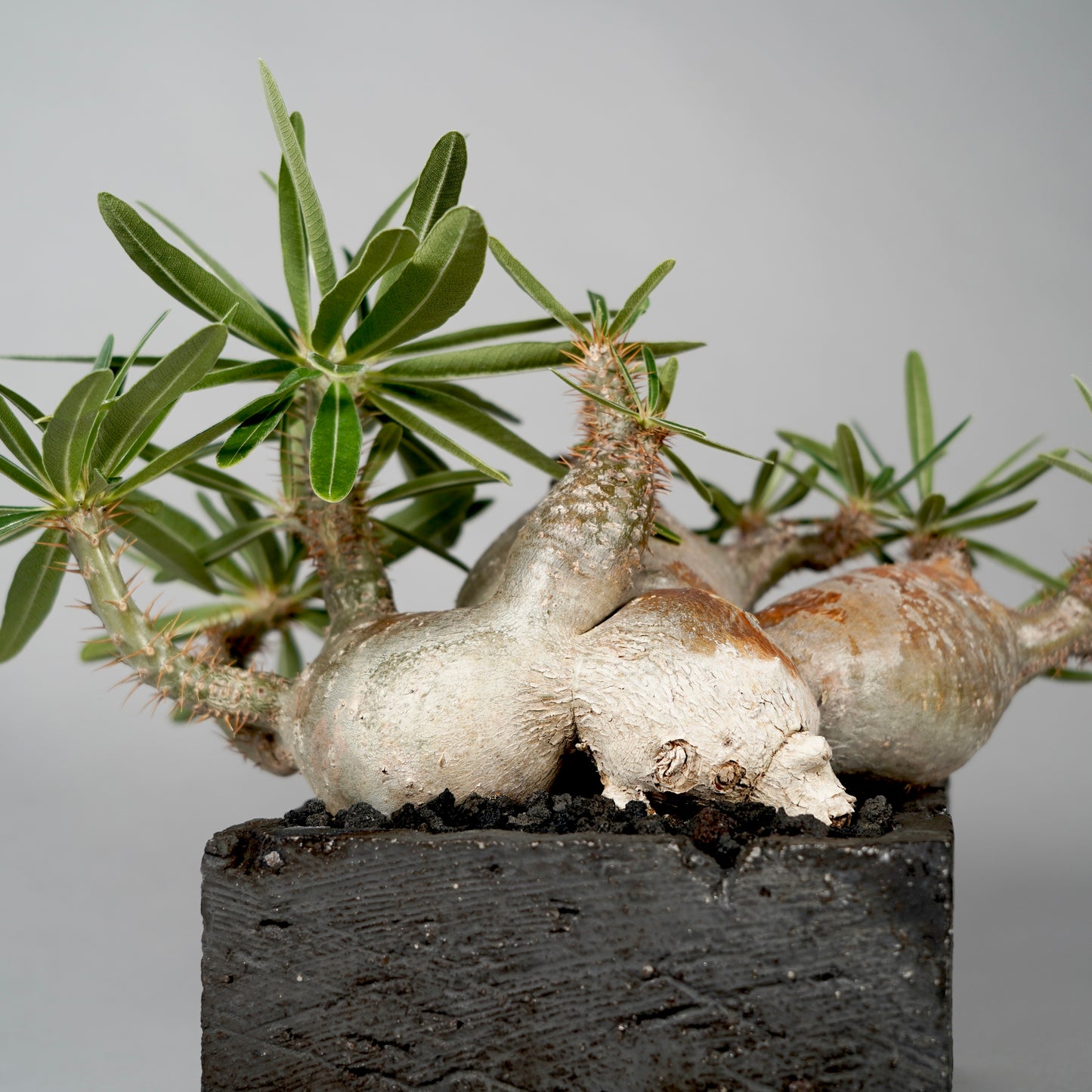 Pachypodium Gracilius ×  GOUJIN POT --KAKU--