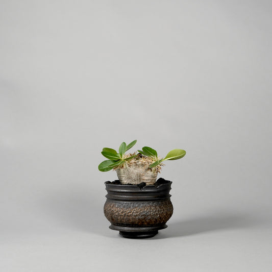 Pachypodium brevicaule ×  GOUJIN POT --KUROKIN--