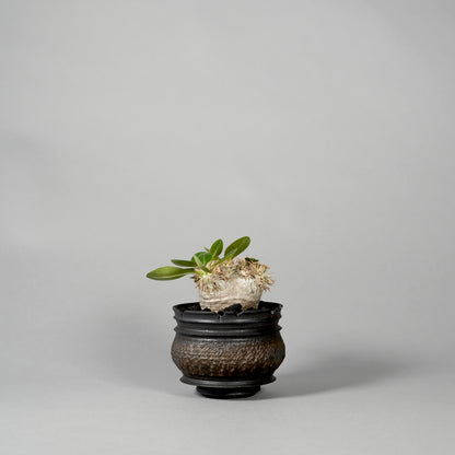 Pachypodium brevicaule ×  GOUJIN POT --KUROKIN--