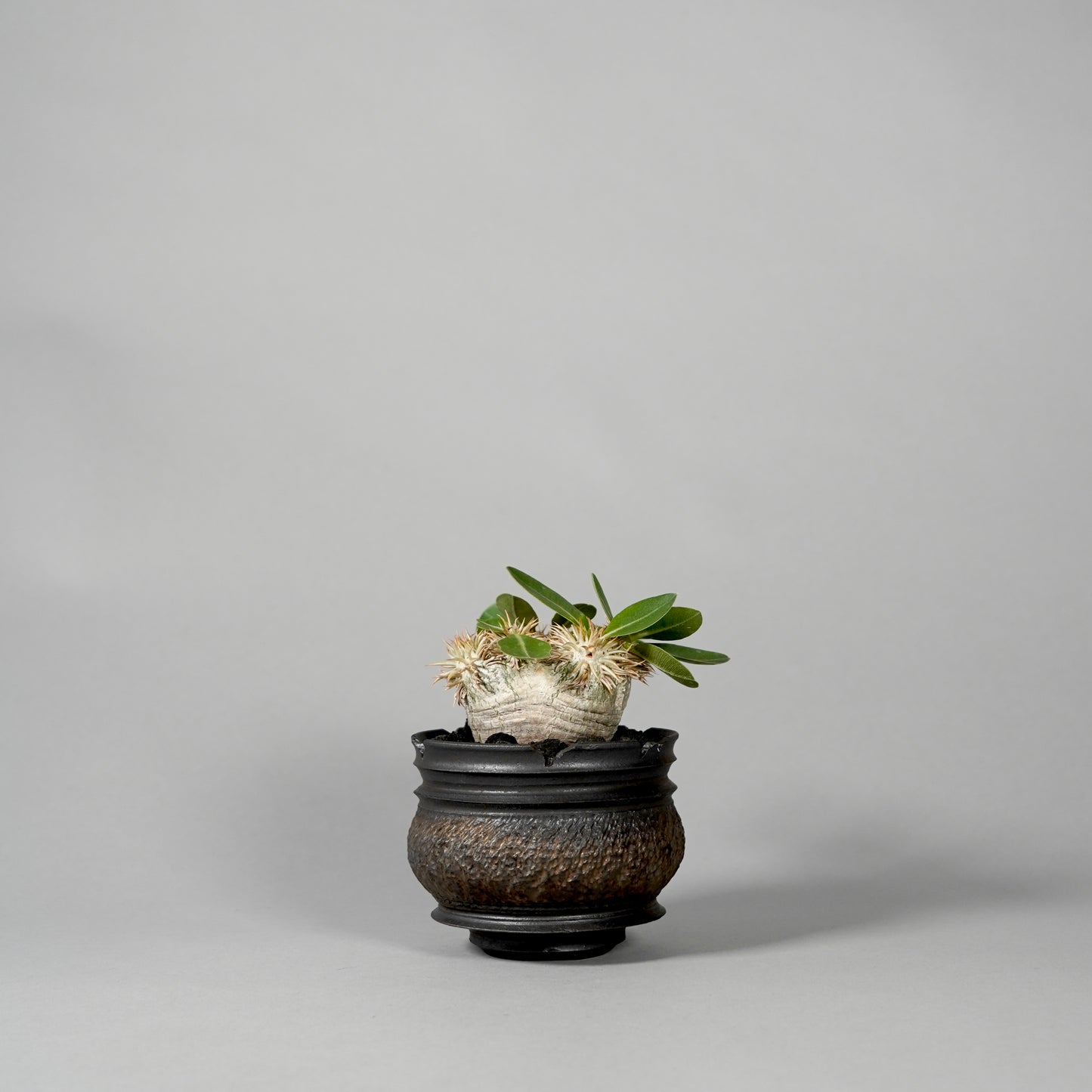 Pachypodium brevicaule ×  GOUJIN POT --KUROKIN--