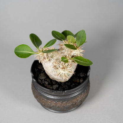 Pachypodium brevicaule ×  GOUJIN POT --KUROKIN--