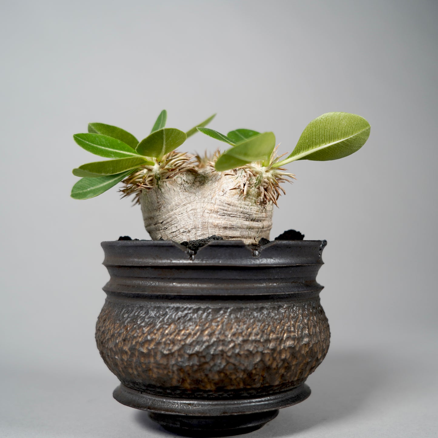Pachypodium brevicaule ×  GOUJIN POT --KUROKIN--