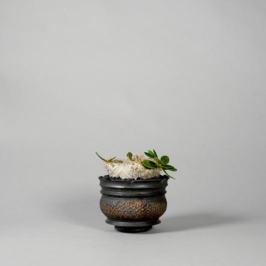 Pachypodium brevicaule ×  GOUJIN POT --KUROKIN--