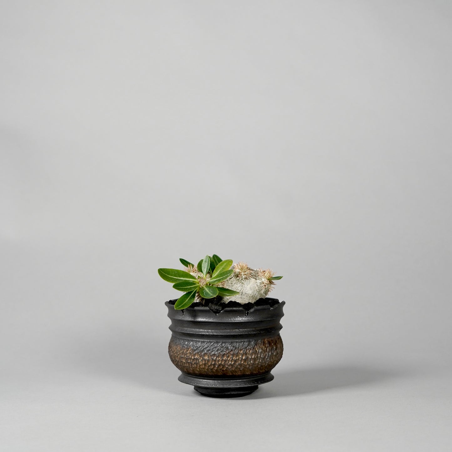 Pachypodium brevicaule ×  GOUJIN POT --KUROKIN--