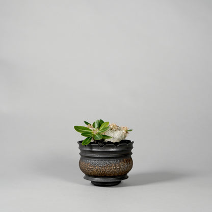 Pachypodium brevicaule ×  GOUJIN POT --KUROKIN--