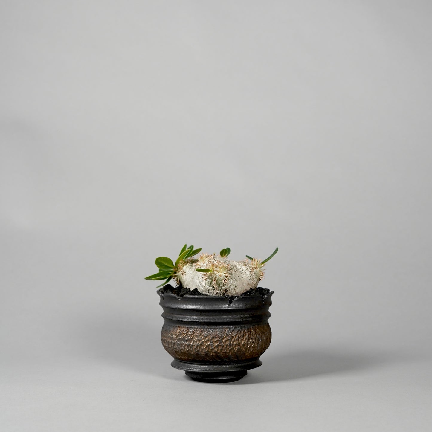 Pachypodium brevicaule ×  GOUJIN POT --KUROKIN--
