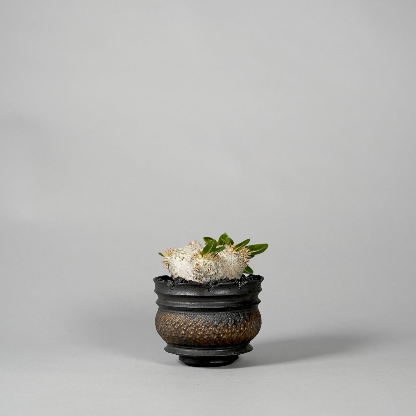 Pachypodium brevicaule ×  GOUJIN POT --KUROKIN--