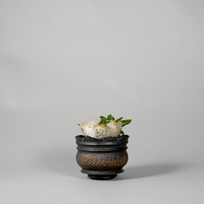 Pachypodium brevicaule ×  GOUJIN POT --KUROKIN--