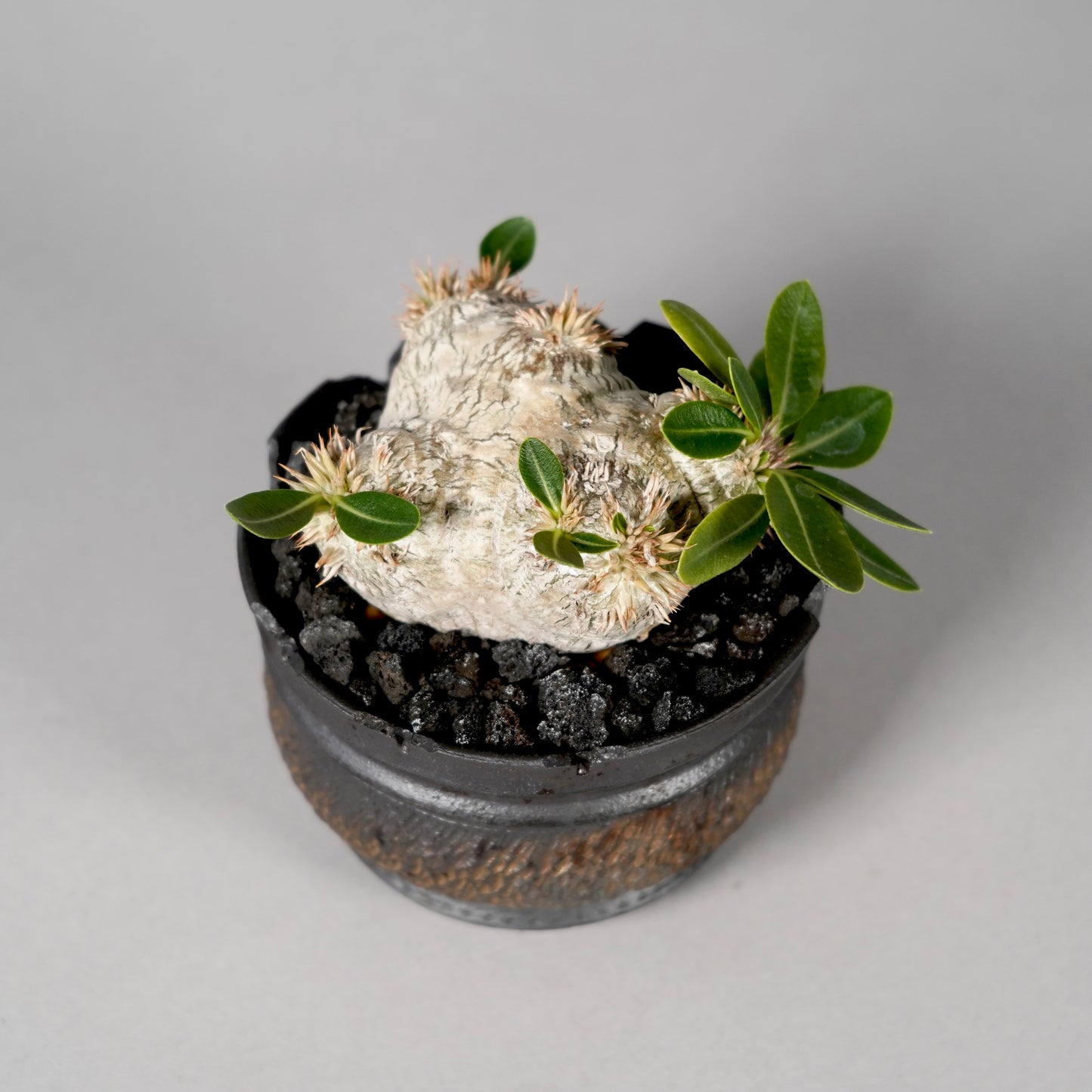 Pachypodium brevicaule ×  GOUJIN POT --KUROKIN--