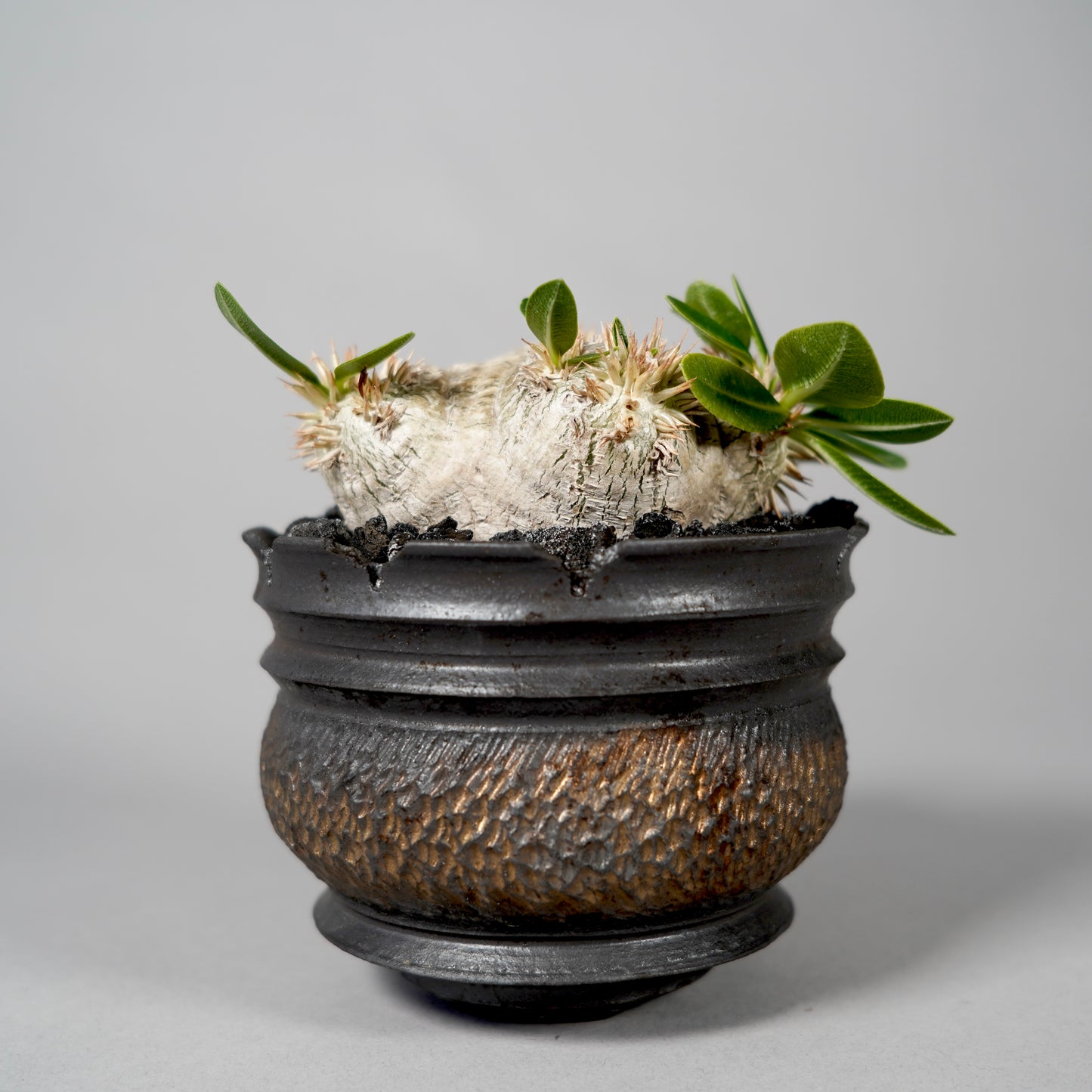 Pachypodium brevicaule ×  GOUJIN POT --KUROKIN--