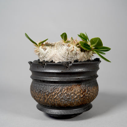 Pachypodium brevicaule ×  GOUJIN POT --KUROKIN--