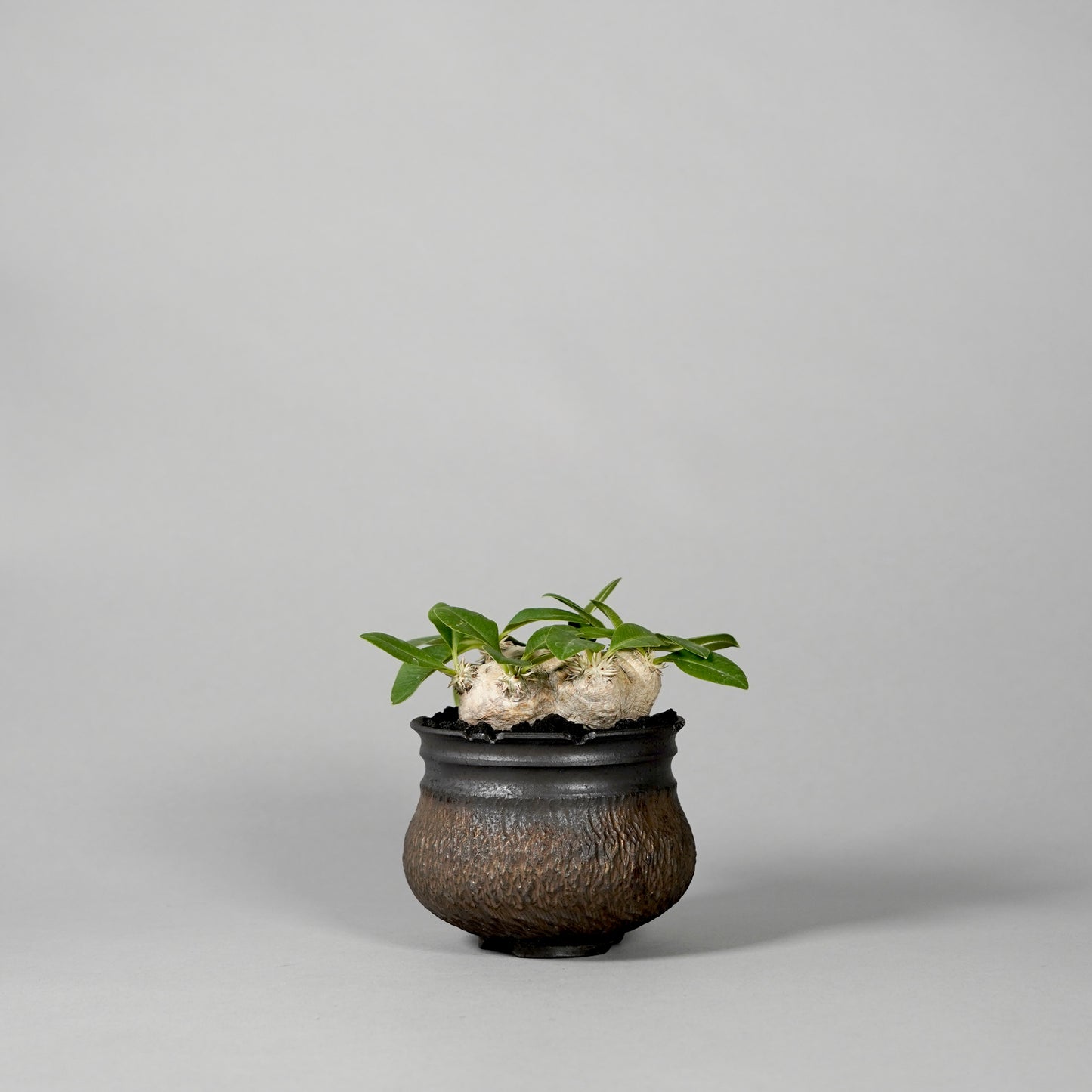 Pachypodium brevicaule ×  GOUJIN POT --KUROKIN--