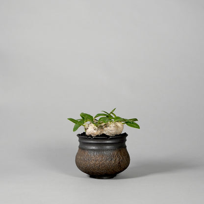 Pachypodium brevicaule ×  GOUJIN POT --KUROKIN--