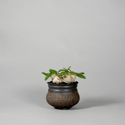 Pachypodium brevicaule ×  GOUJIN POT --KUROKIN--