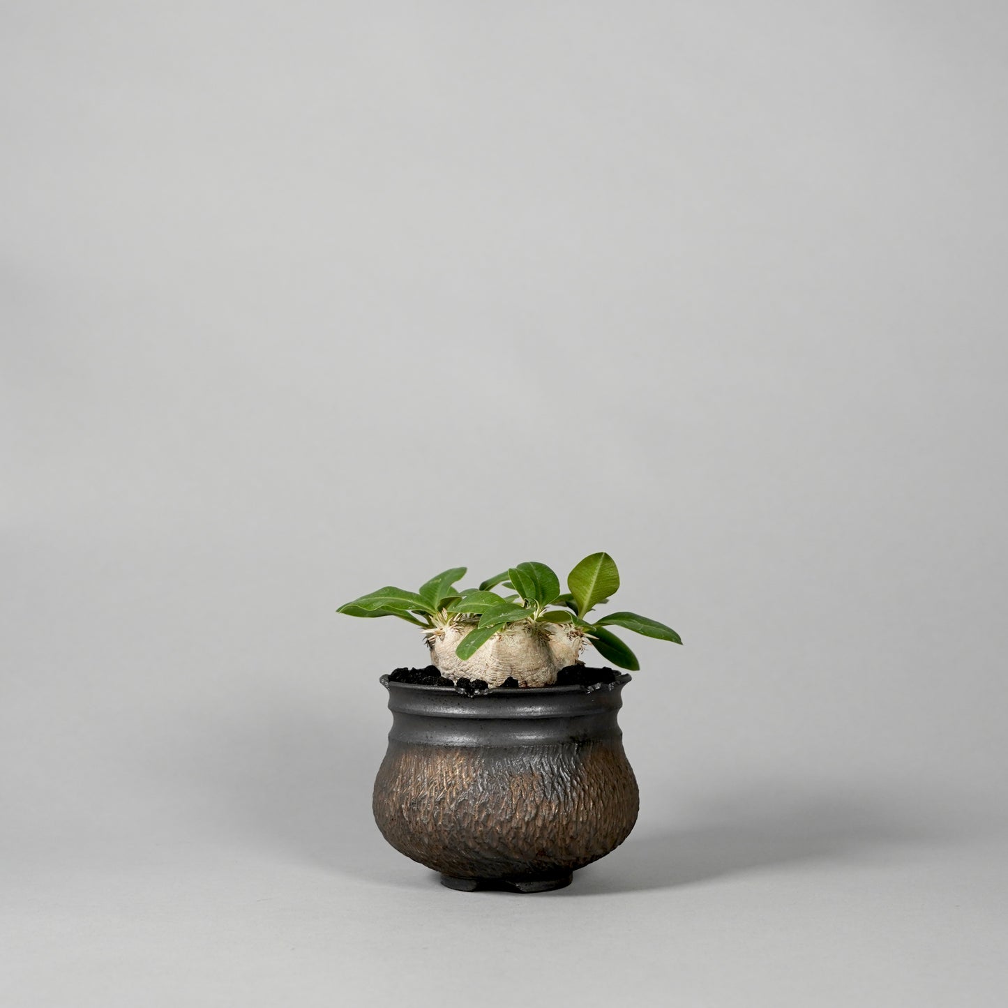 Pachypodium brevicaule ×  GOUJIN POT --KUROKIN--
