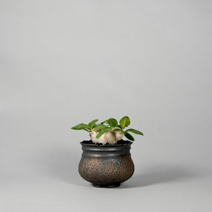 Pachypodium brevicaule ×  GOUJIN POT --KUROKIN--