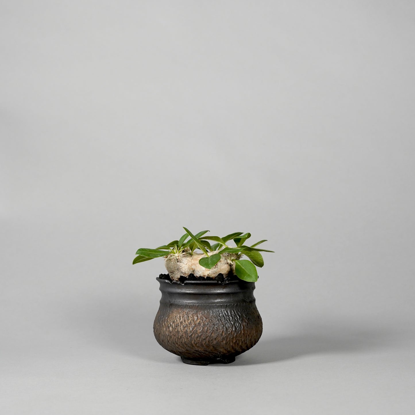Pachypodium brevicaule ×  GOUJIN POT --KUROKIN--