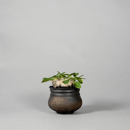 Pachypodium brevicaule ×  GOUJIN POT --KUROKIN--