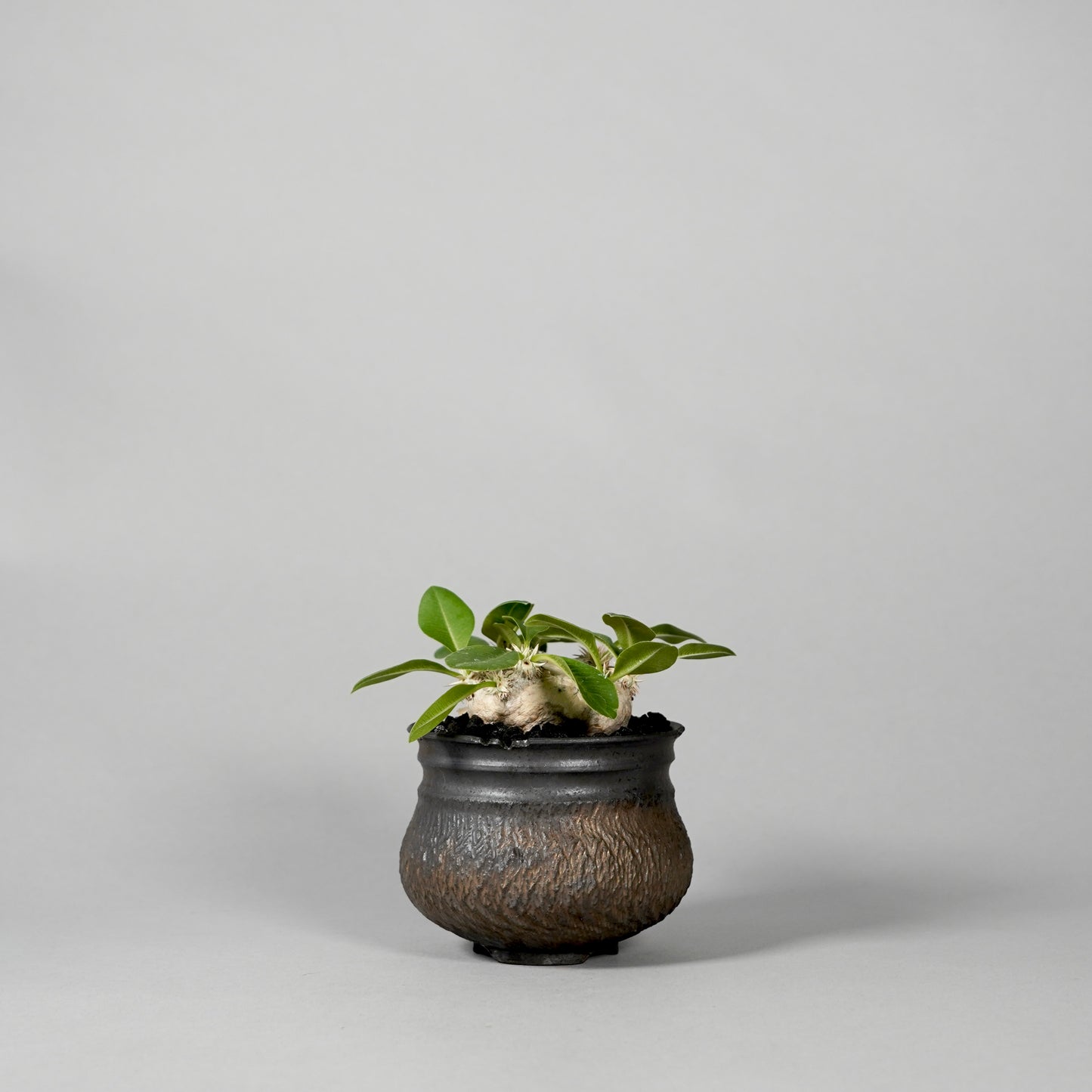 Pachypodium brevicaule ×  GOUJIN POT --KUROKIN--