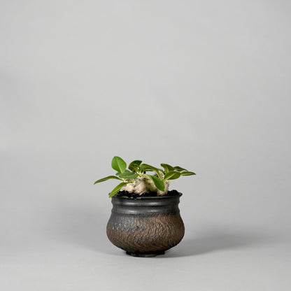 Pachypodium brevicaule ×  GOUJIN POT --KUROKIN--