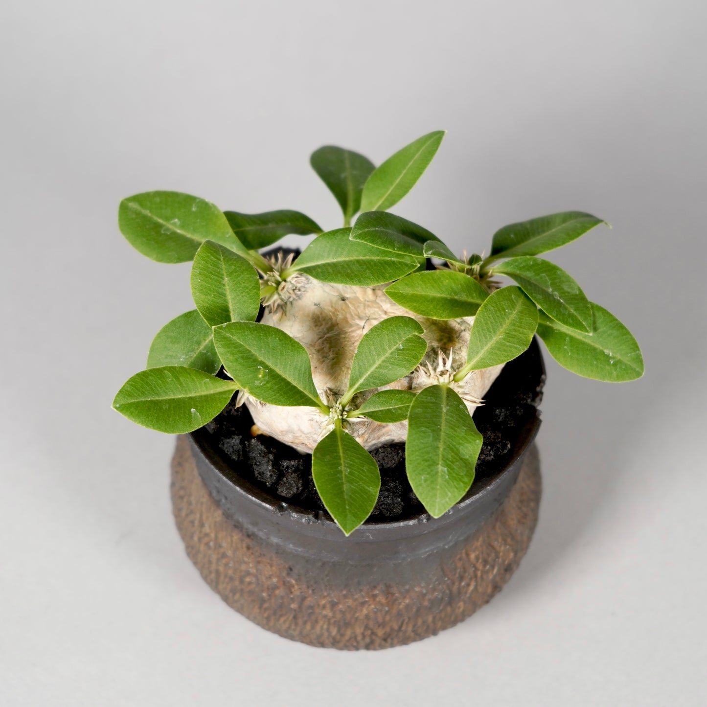 Pachypodium brevicaule ×  GOUJIN POT --KUROKIN--