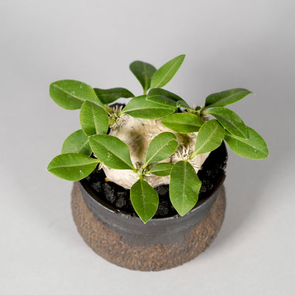 Pachypodium brevicaule ×  GOUJIN POT --KUROKIN--
