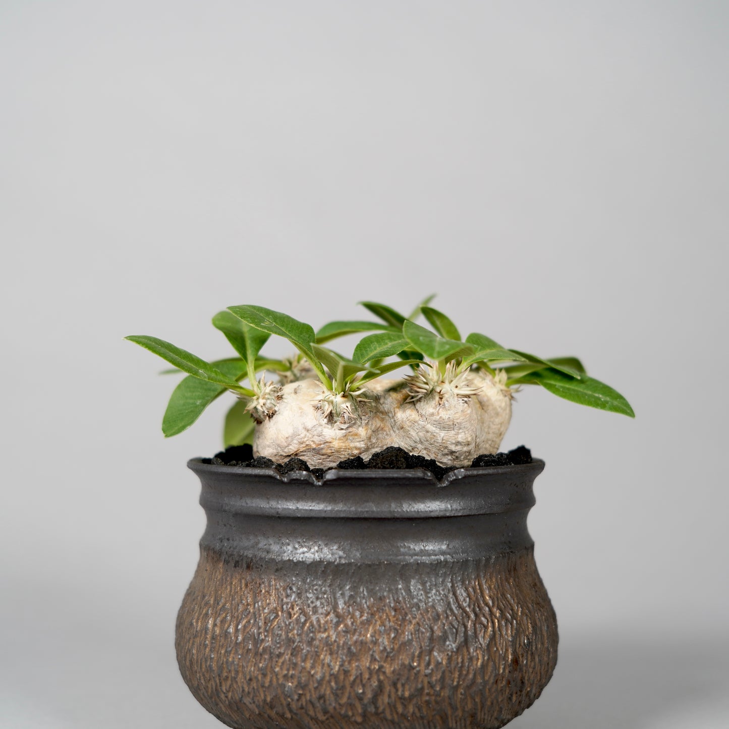Pachypodium brevicaule ×  GOUJIN POT --KUROKIN--