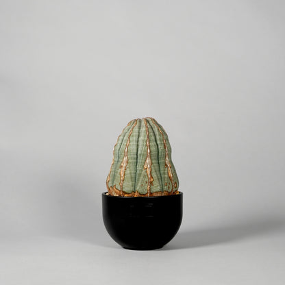 Euphorbia obesa　A