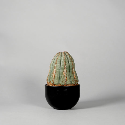 Euphorbia obesa　A