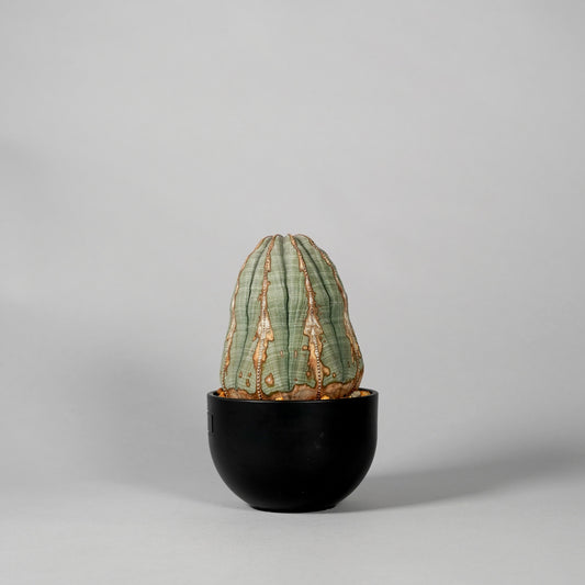 Euphorbia obesa　A