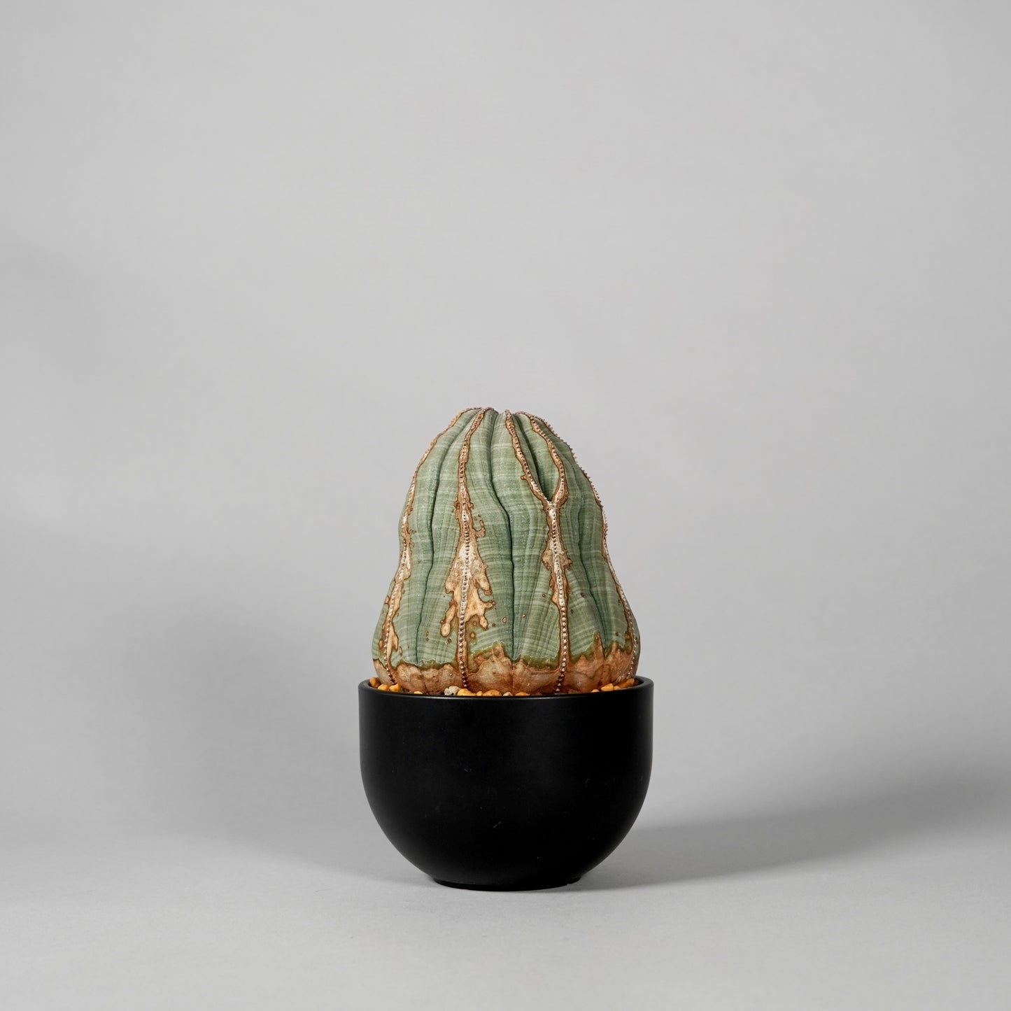 Euphorbia obesa　A