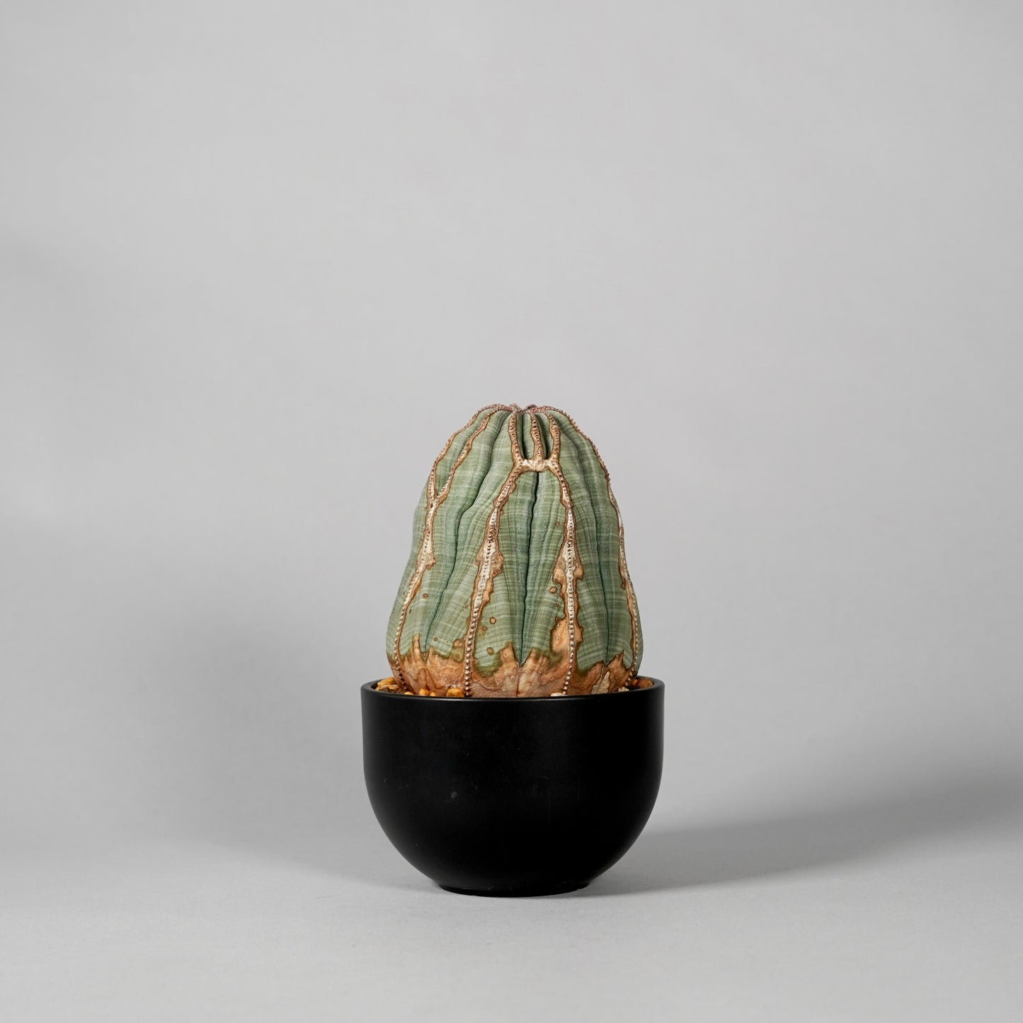 Euphorbia obesa　A